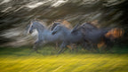 Gallop Poster och Canvastavla