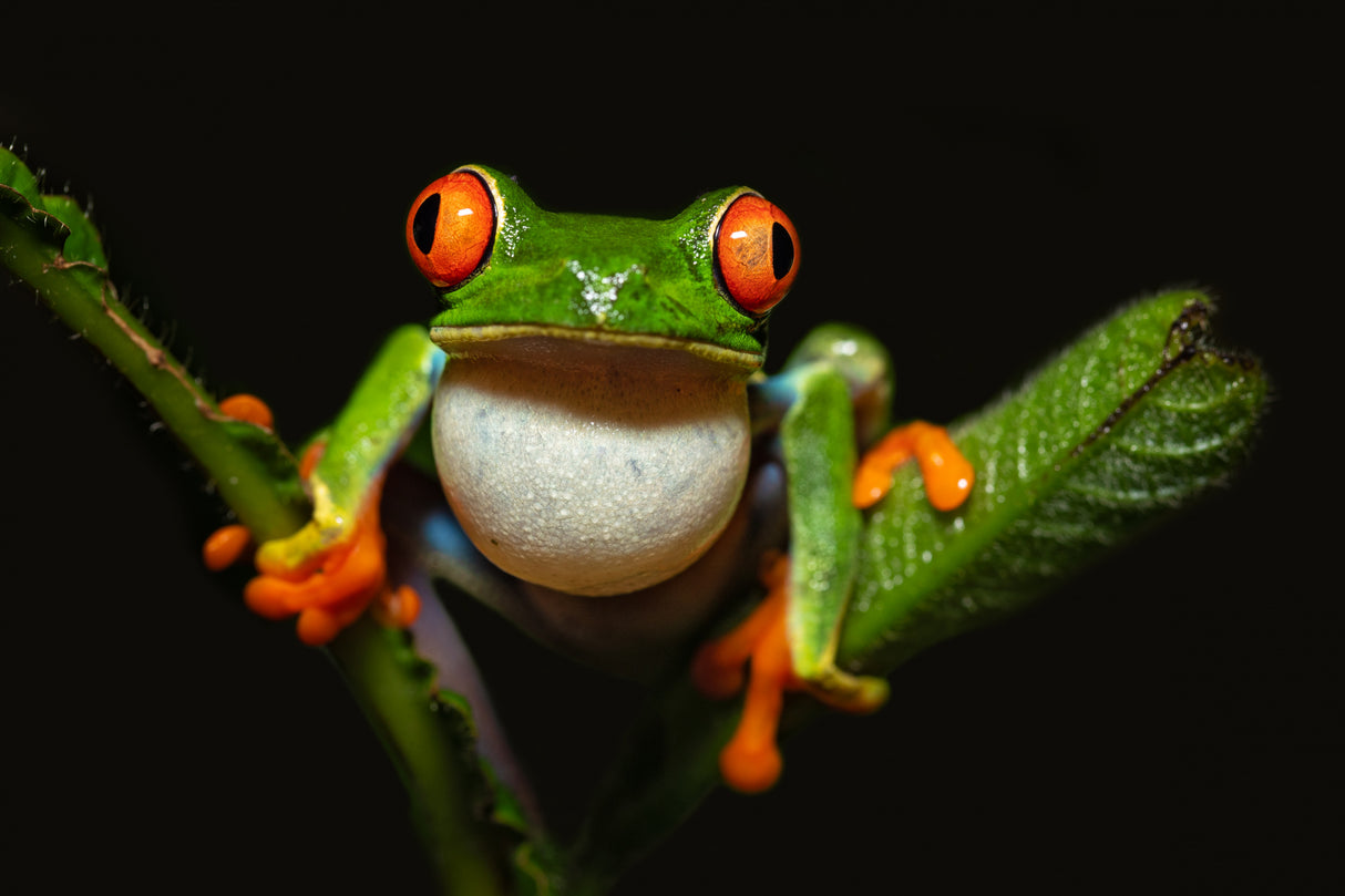 Red-eyed tree frog Poster och Canvastavla