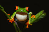 Red-eyed tree frog Poster och Canvastavla