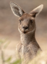 The beautiful Roo Poster och Canvastavla