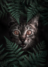 Kitty Cat Poster och Canvastavla