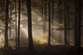 Hope into darkness Poster och Canvastavla