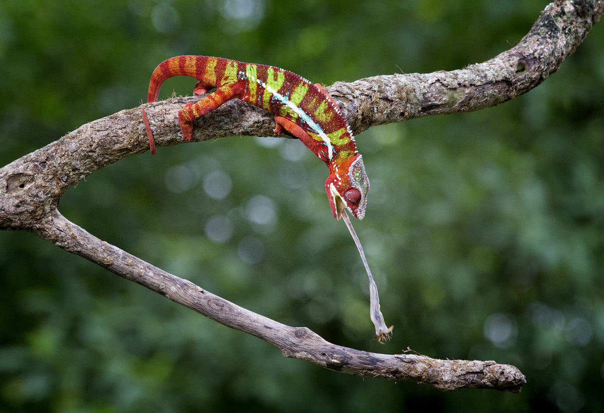 Panther Chameleon Poster och Canvastavla