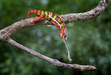 Panther Chameleon Poster och Canvastavla