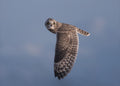 Short-eared Owl Poster och Canvastavla