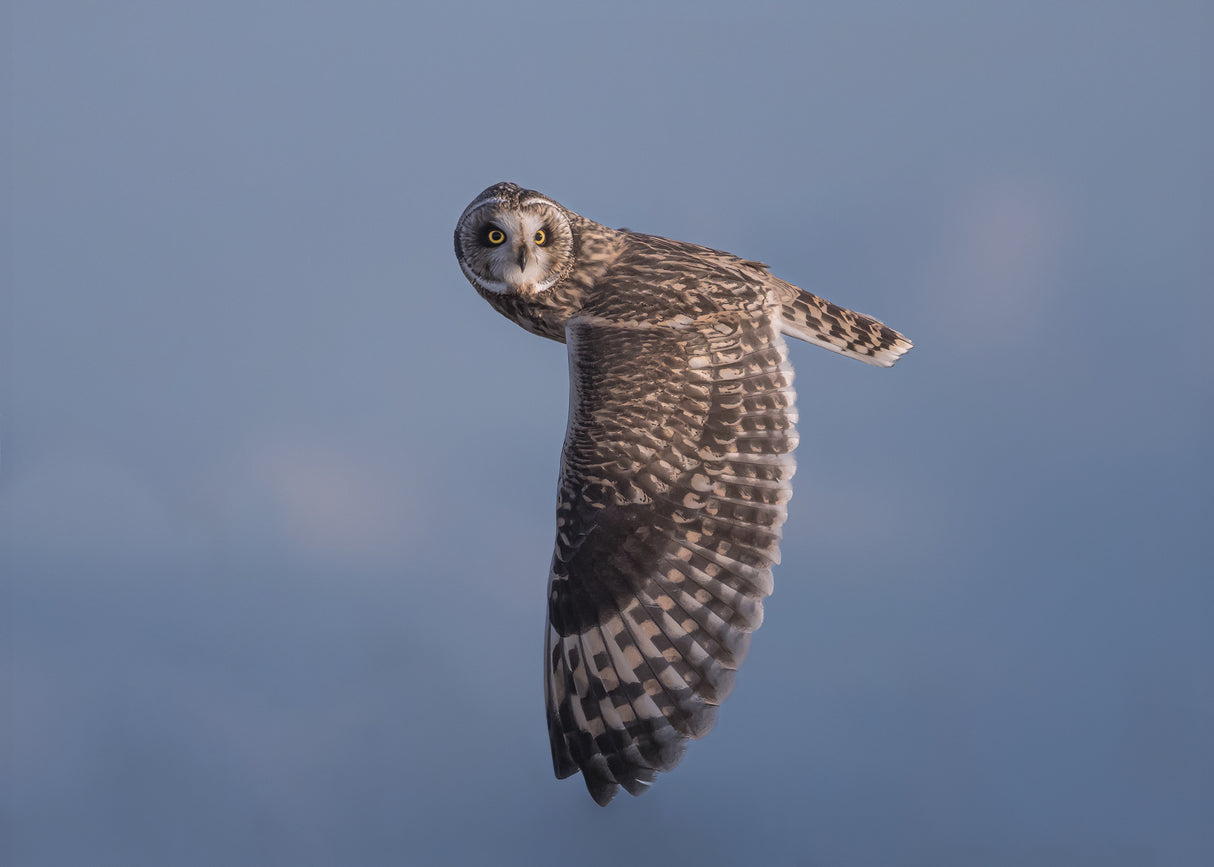 Short-eared Owl Poster och Canvastavla