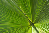 Fan Palm Leaves Photo 01 Poster och Canvastavla