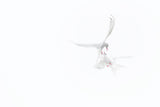 Arctic Terns Poster och Canvastavla