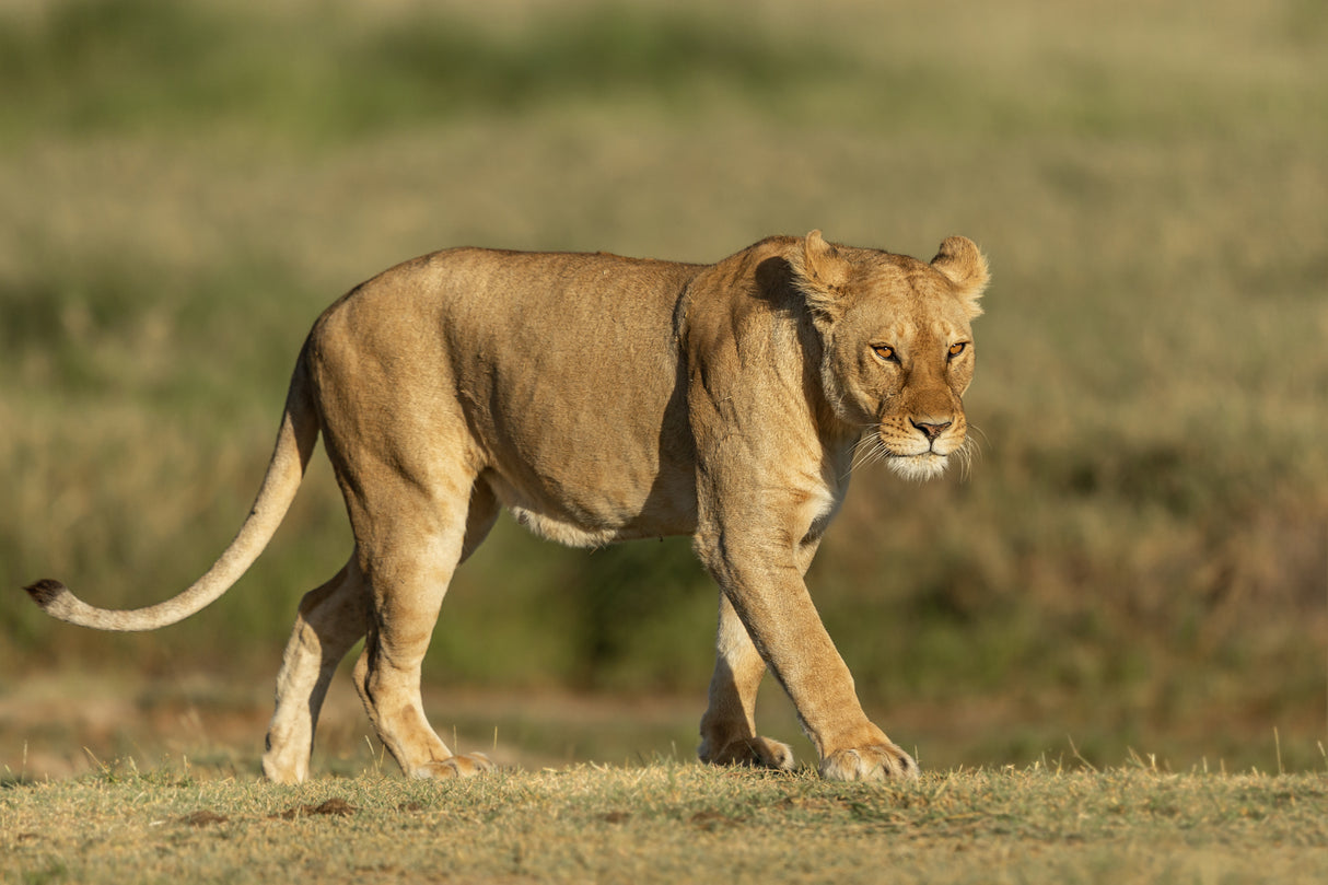 Lioness on a walk Poster och Canvastavla