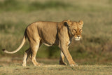 Lioness on a walk Poster och Canvastavla