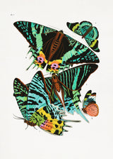 Butterflies 3 Poster och Canvastavla