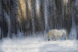 white in whites Poster och Canvastavla