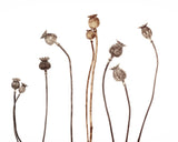 Poppies Poster och Canvastavla