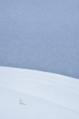 Snowy arctic fox in Svalbard Poster och Canvastavla