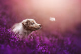 Puppy magic Poster och Canvastavla