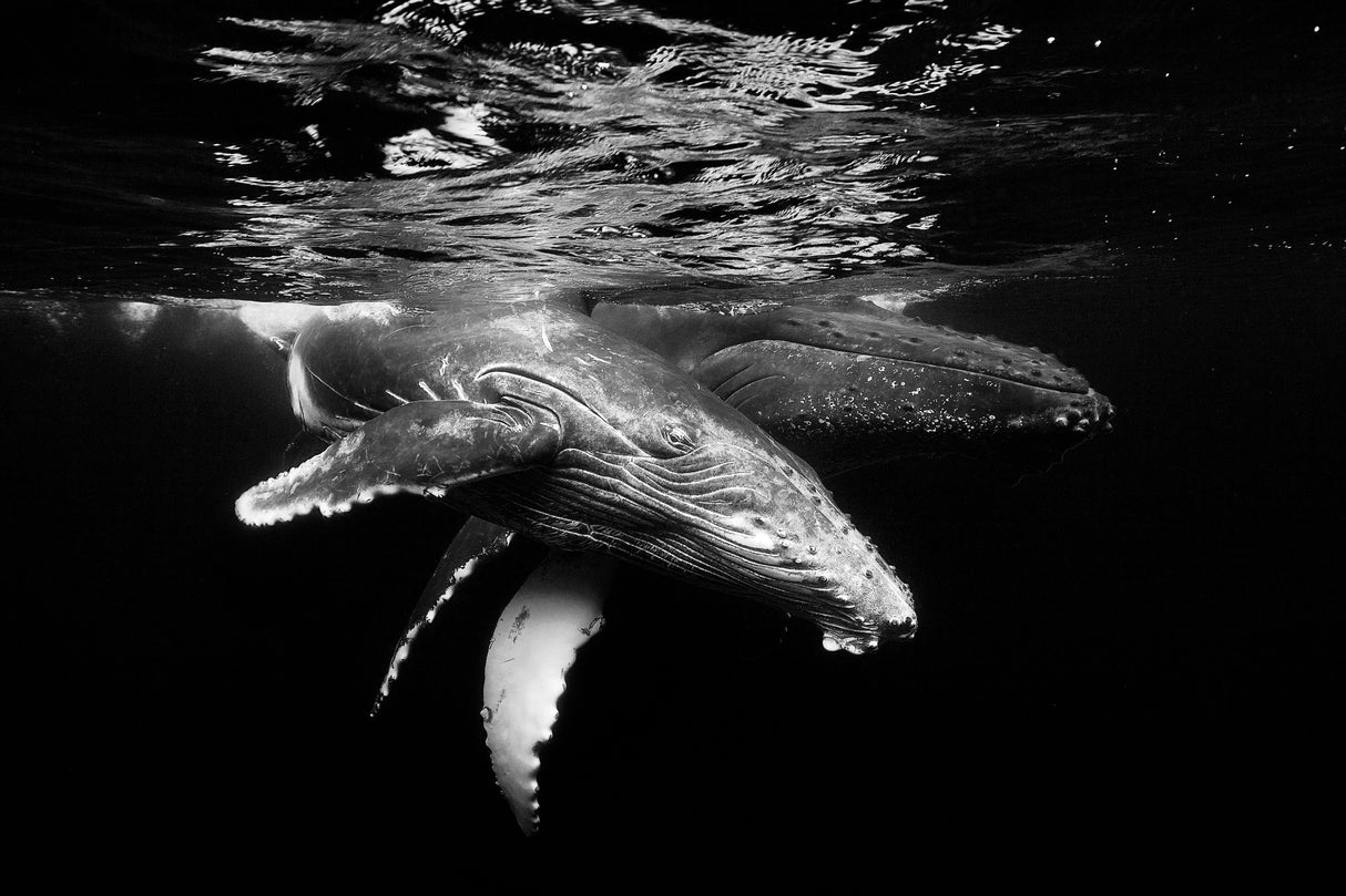 Black and whale family Poster och Canvastavla