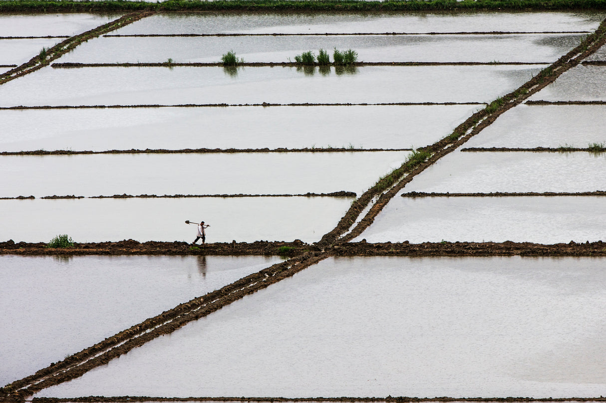 rice field worker Poster och Canvastavla