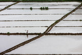 rice field worker Poster och Canvastavla