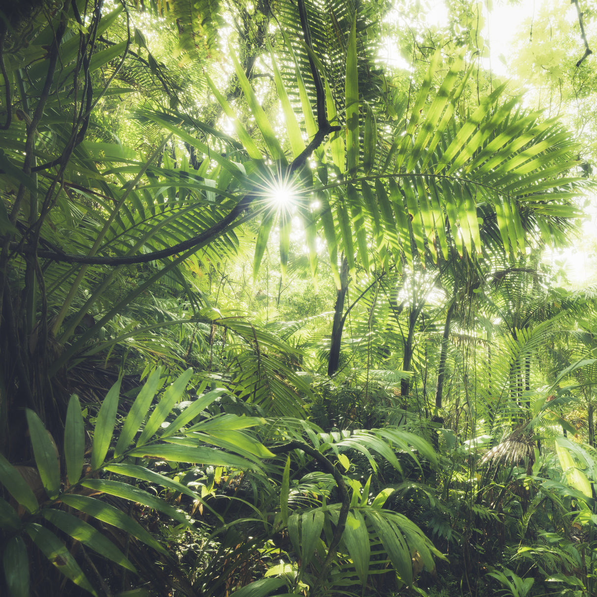 Jungle Flair Poster och Canvastavla