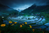 Batad Rice Terraces Poster och Canvastavla
