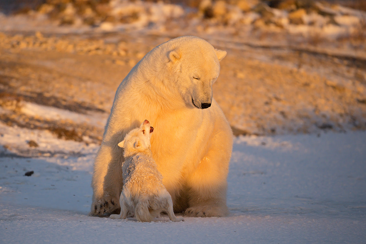 The bear &amp; the dog Poster och Canvastavla