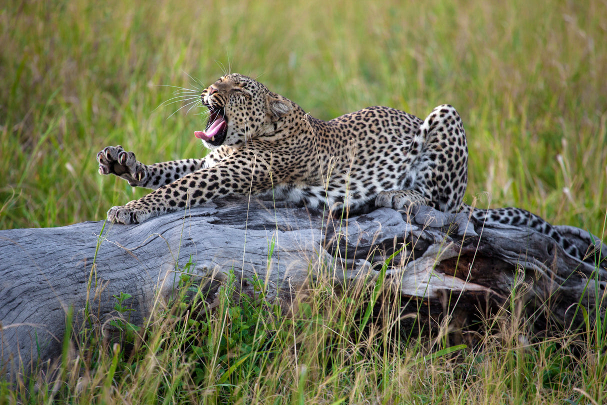 Big Cat Poster och Canvastavla