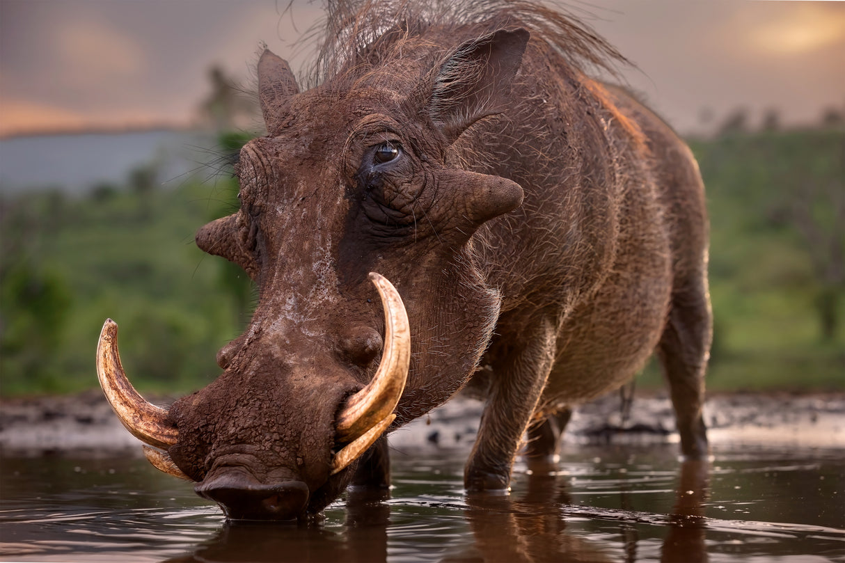 Pumbaa Poster och Canvastavla