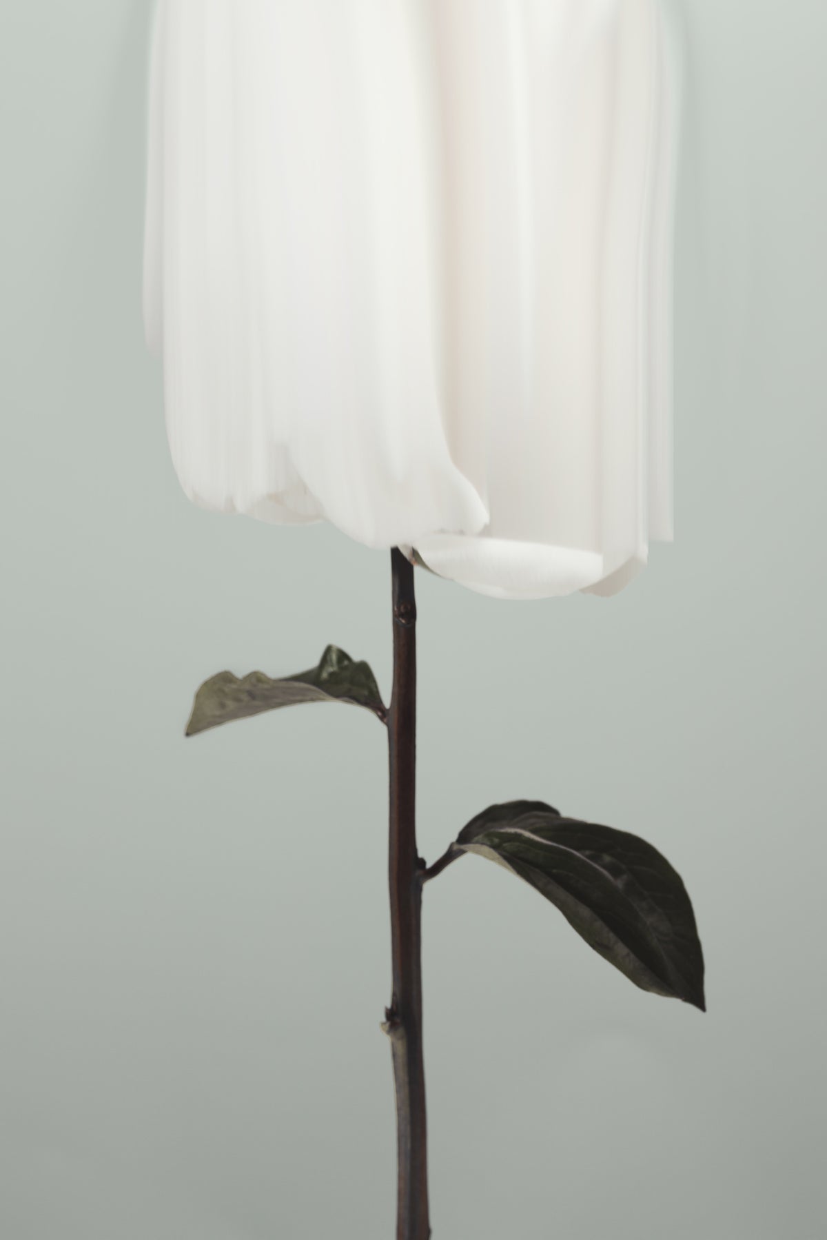 Peony 17 Poster och Canvastavla