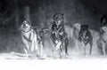 Dog day Poster och Canvastavla
