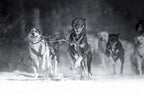 Dog day Poster och Canvastavla