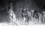 Dog day Poster och Canvastavla