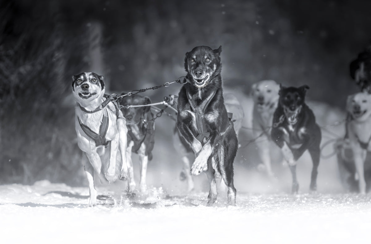 Dog day Poster och Canvastavla