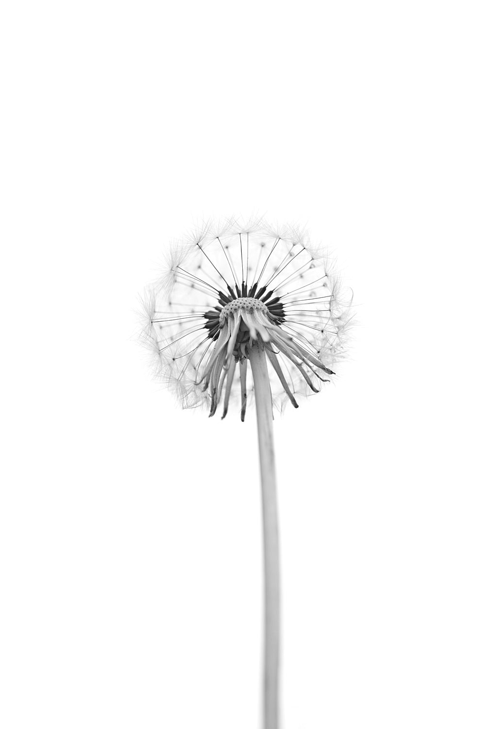 Dandelion Poster och Canvastavla