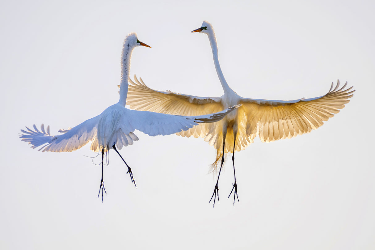 pas de deux Poster och Canvastavla