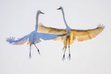 pas de deux Poster och Canvastavla
