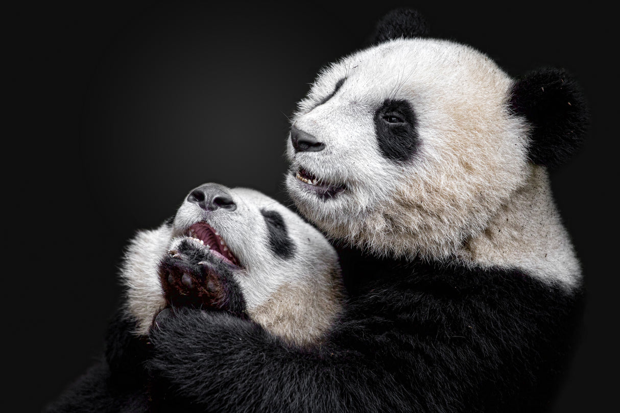 Pandas Poster och Canvastavla