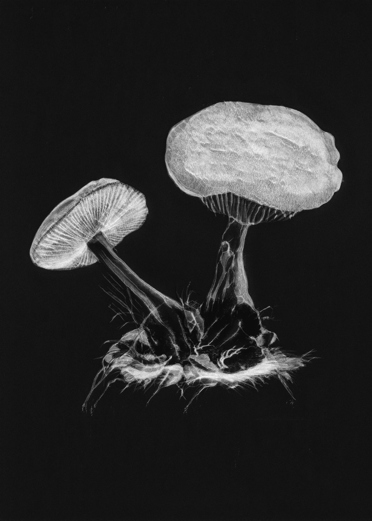Vintage Violet Webcap Mushroom Dark BW Poster och Canvastavla