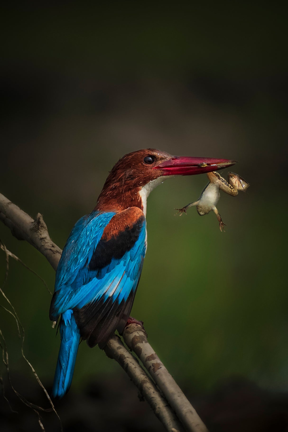 Kingfisher Eating Frog Poster och Canvastavla