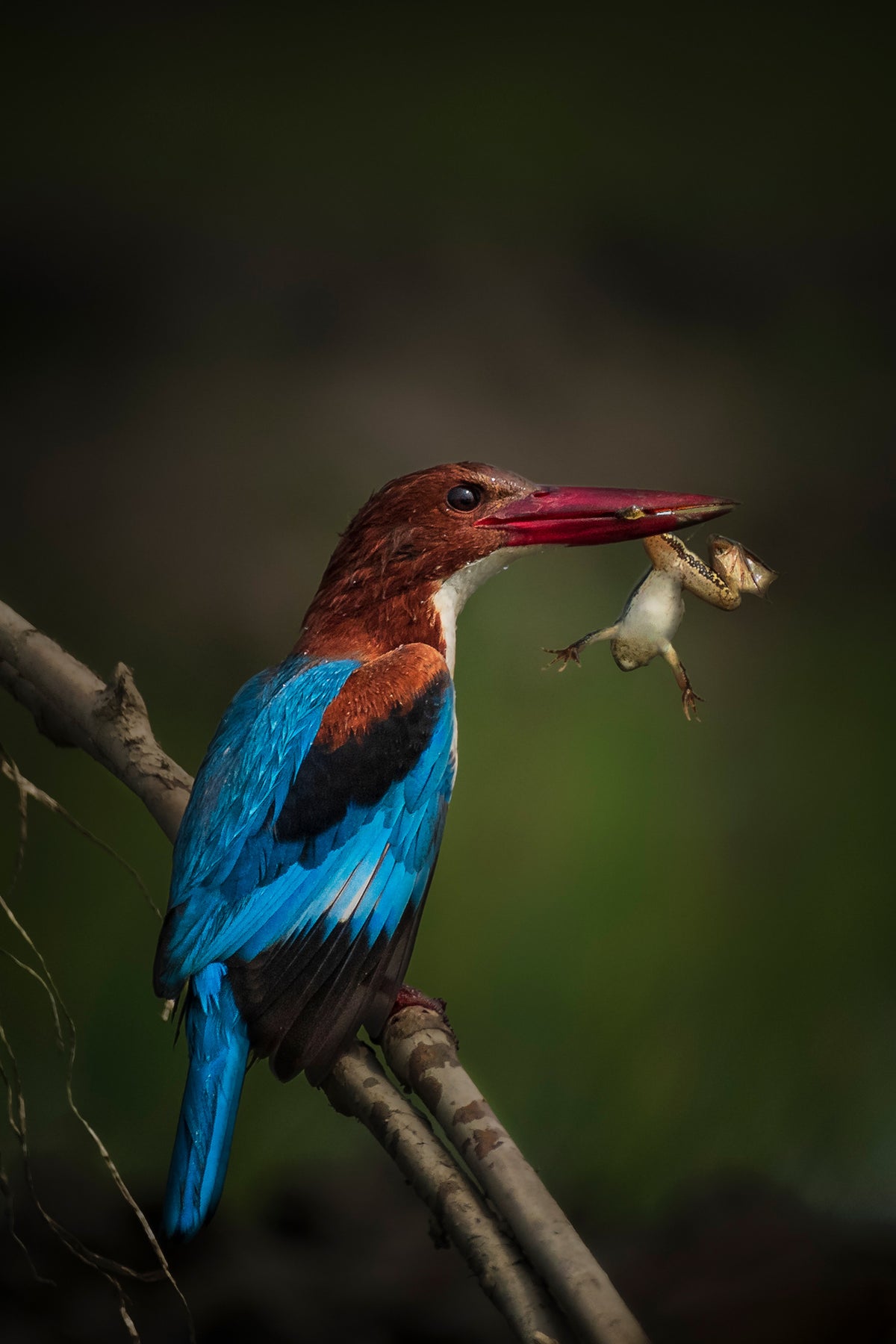 Kingfisher Eating Frog Poster och Canvastavla