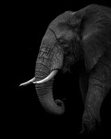 BW elephant Poster och Canvastavla