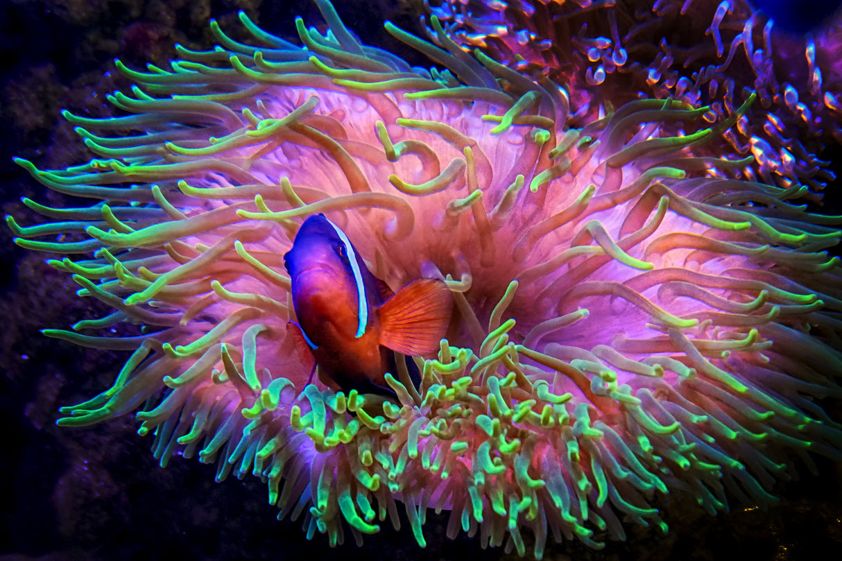 Finding Nemo Poster och Canvastavla