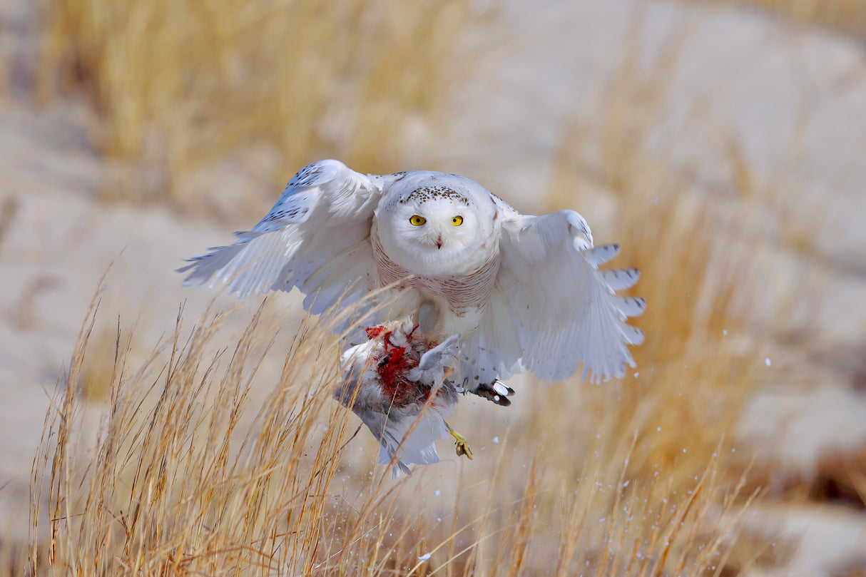 Snowy Owl Poster och Canvastavla