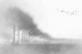 Netherlands tree impression Poster och Canvastavla