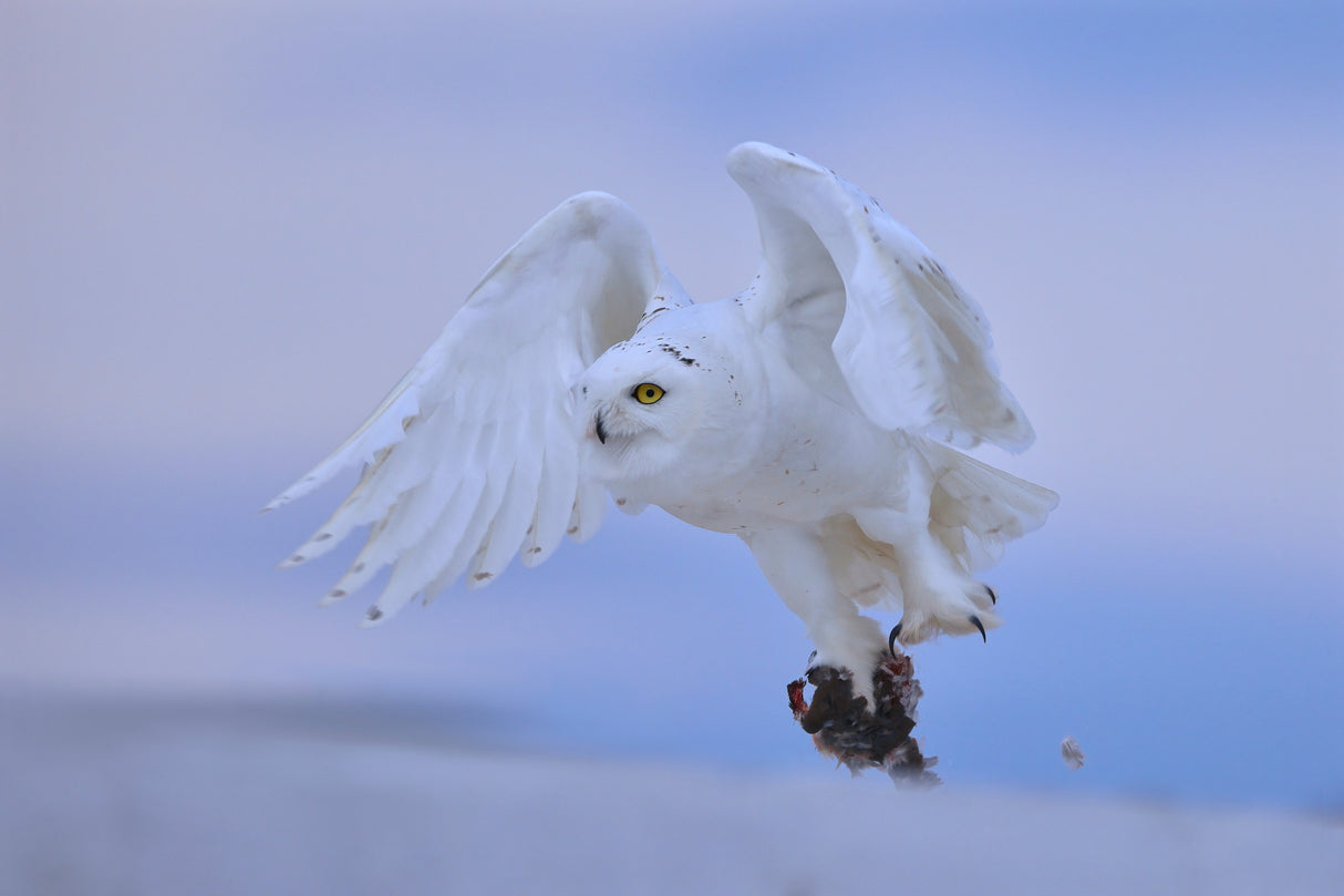 Snowy Owl Poster och Canvastavla