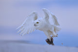 Snowy Owl Poster och Canvastavla