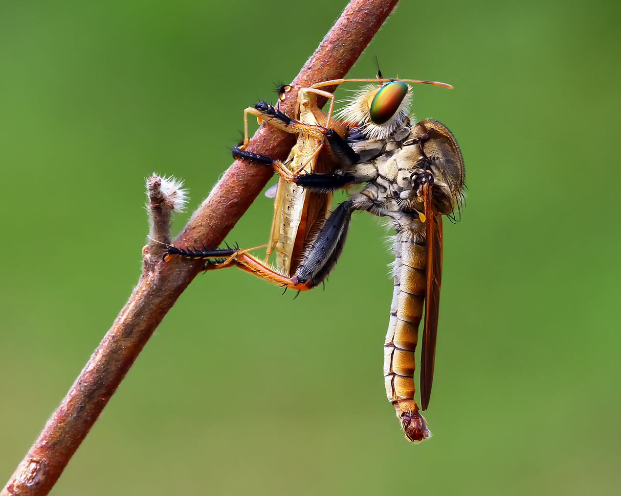 Wildlife Poster och Canvastavla