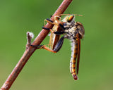 Wildlife Poster och Canvastavla