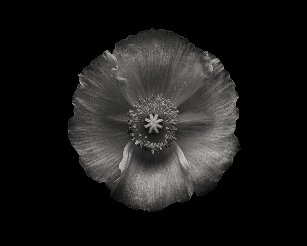 Poppy Poster och Canvastavla