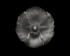 Poppy Poster och Canvastavla