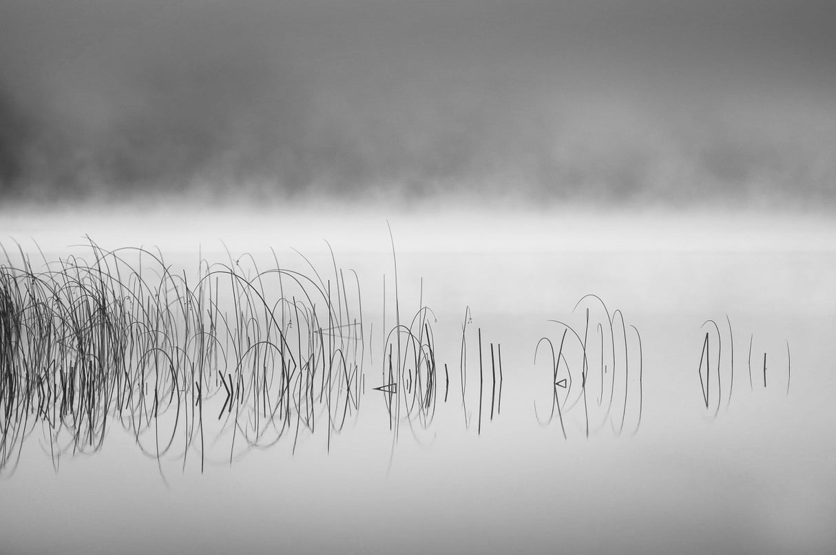 Reed in fog Poster och Canvastavla
